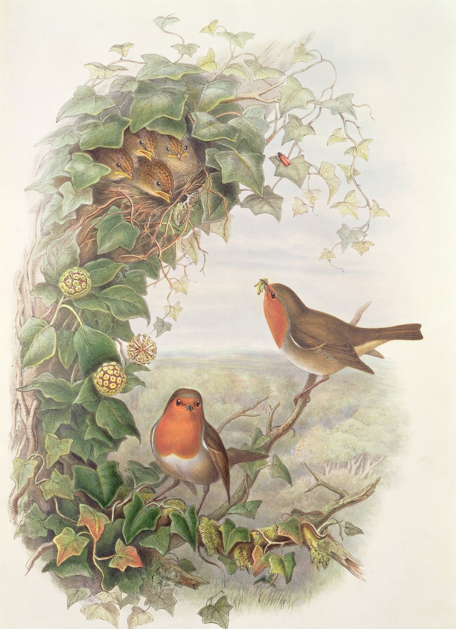 Pettirosso, 1873 da John Gould