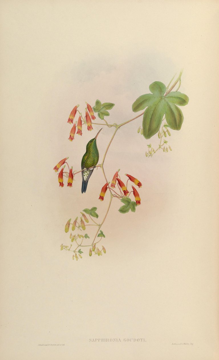 Sapphironia goudoti da John Gould