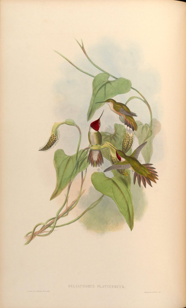 Selasphorus platycercus da John Gould