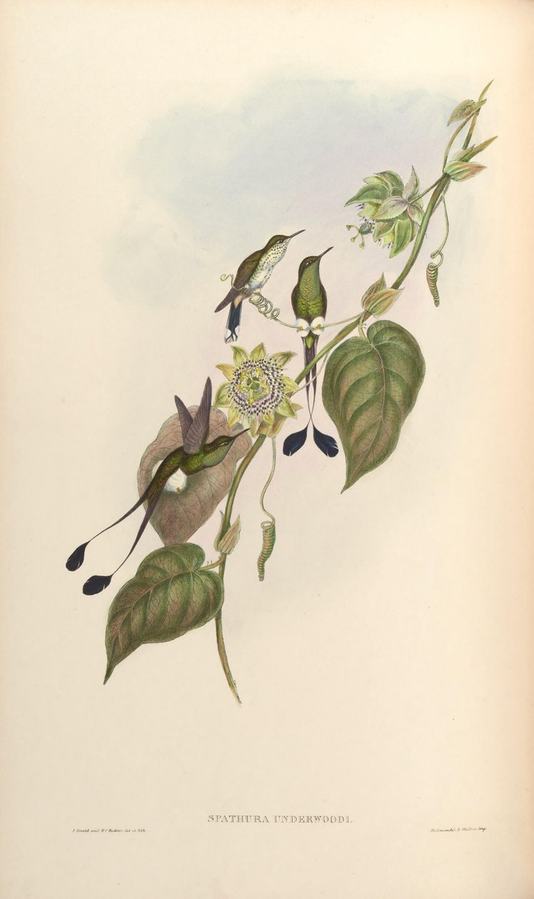 Spathura underwoodi = Ocreatus underwoodii melanantherus da John Gould