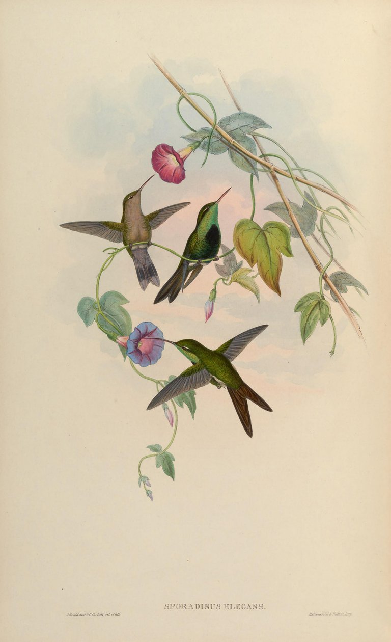 Sporadinus elegans da John Gould