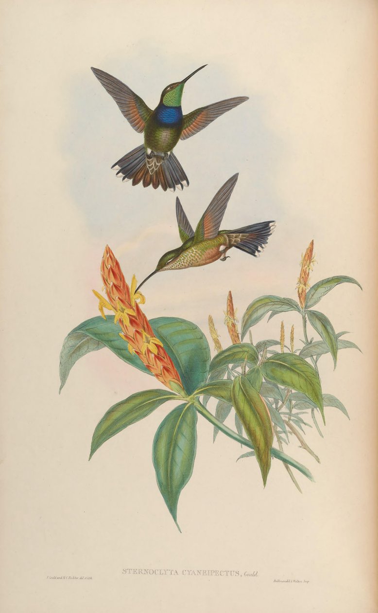 Sternoclyta cyanopectus da John Gould