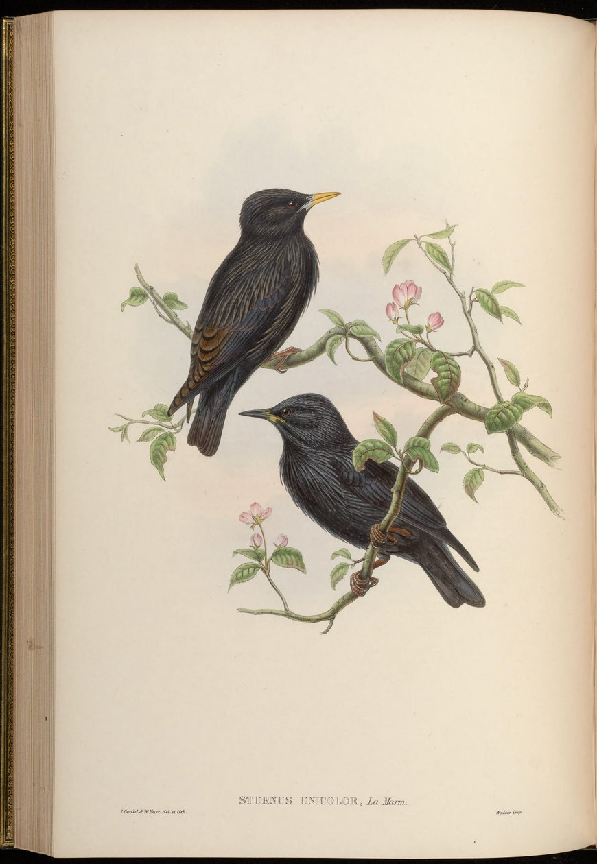 Storno unicolore da John Gould