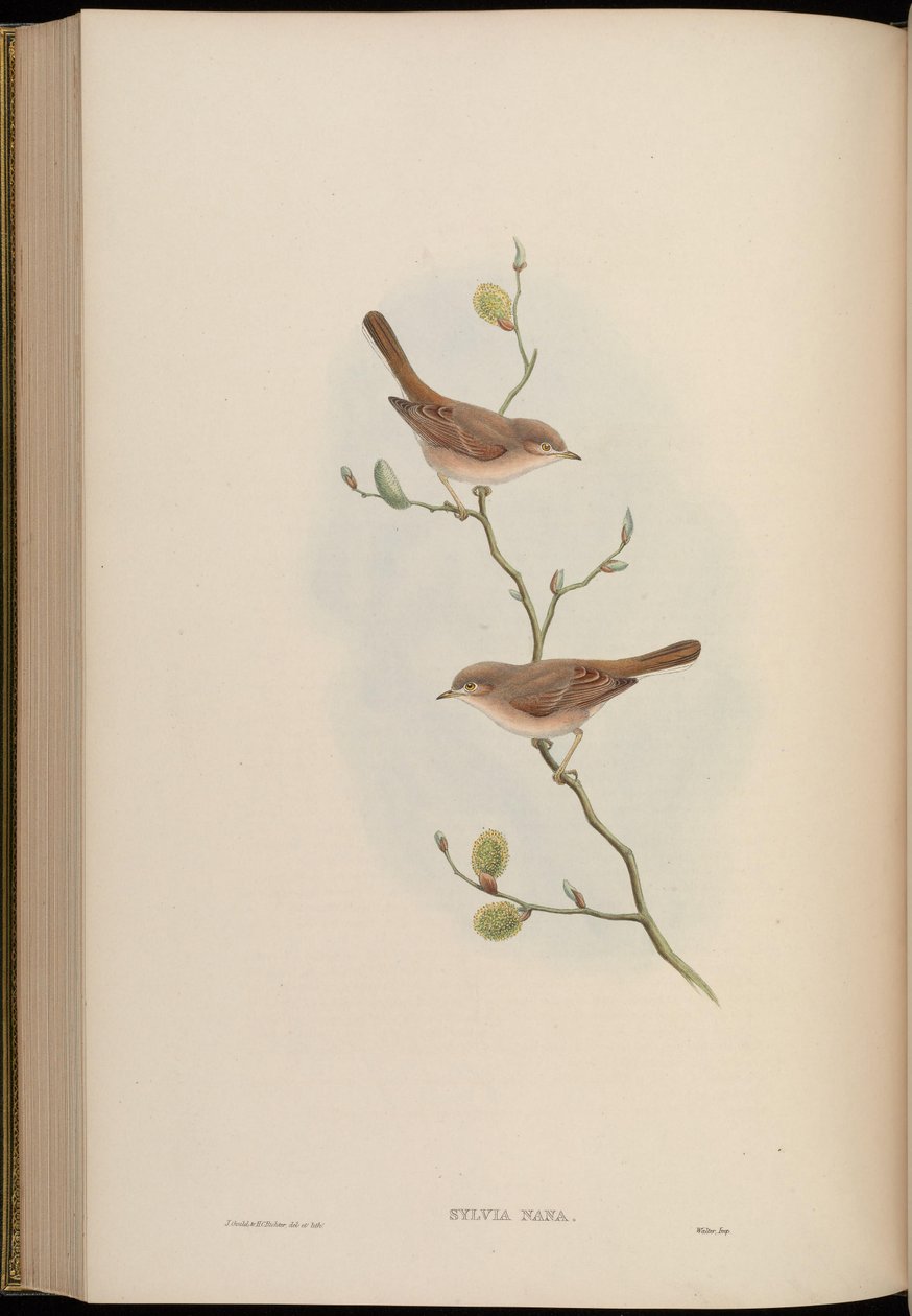 Sylvia nana da John Gould