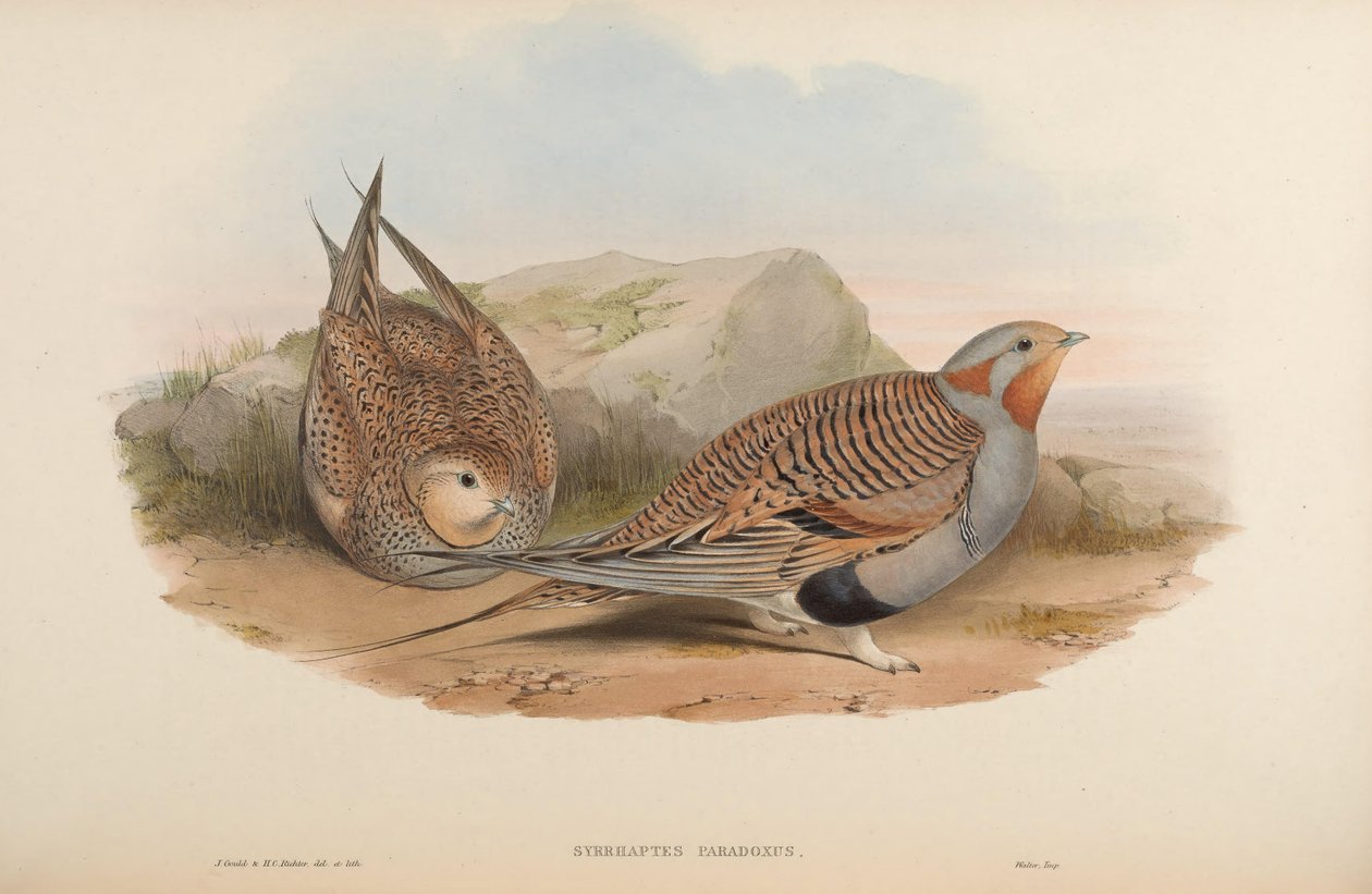 Syrrhaptes paradoxus da John Gould