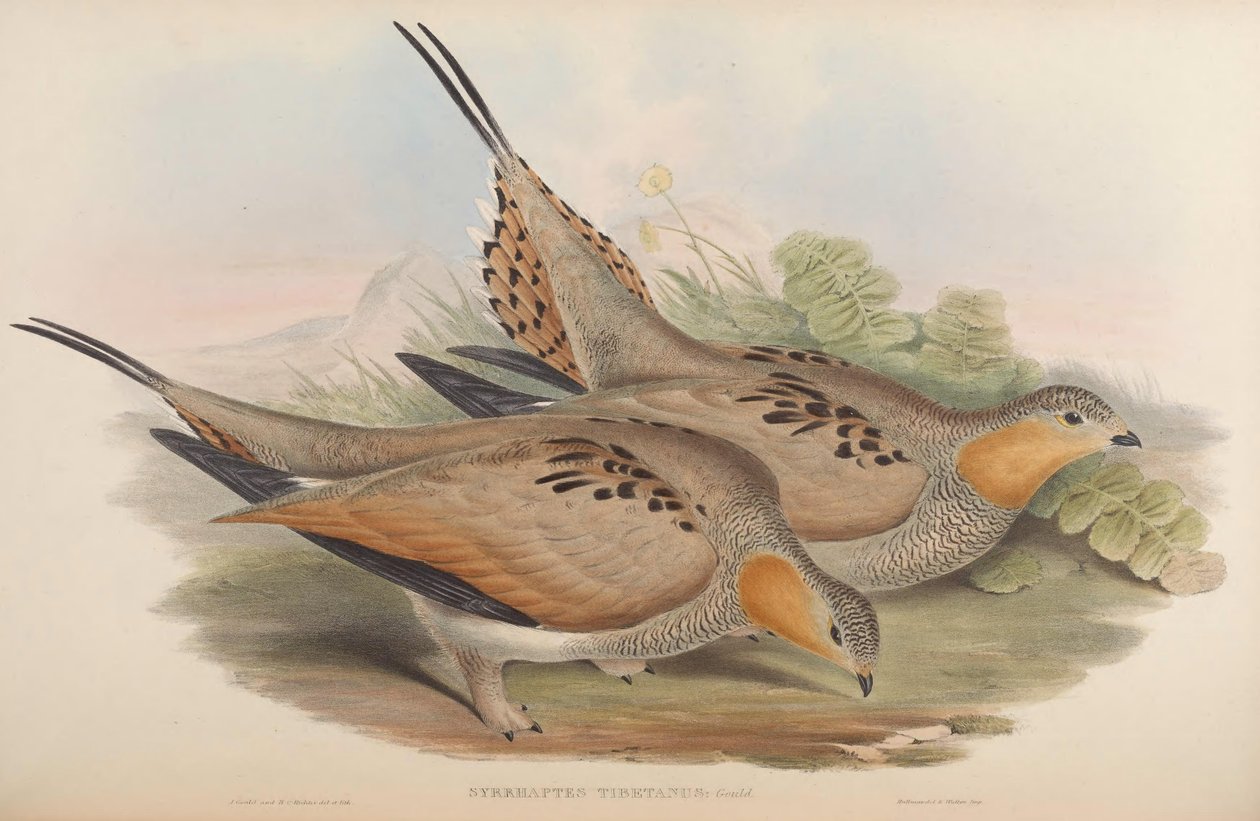 Syrrhaptes tibetanus da John Gould