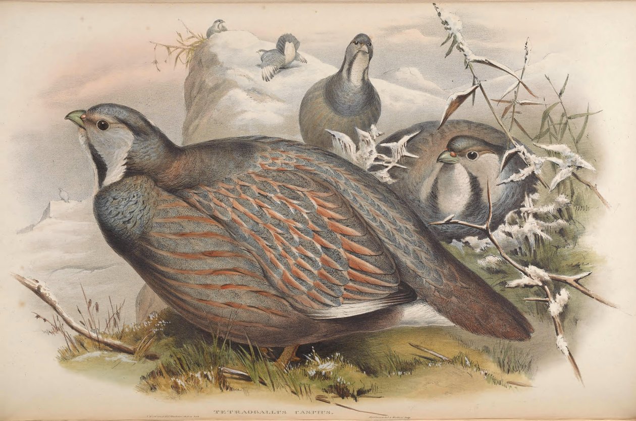 Tetraogallus caspius da John Gould