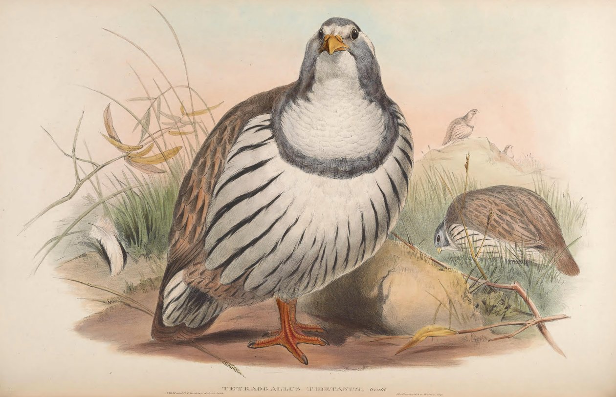 Tetraogallus tibetanus da John Gould