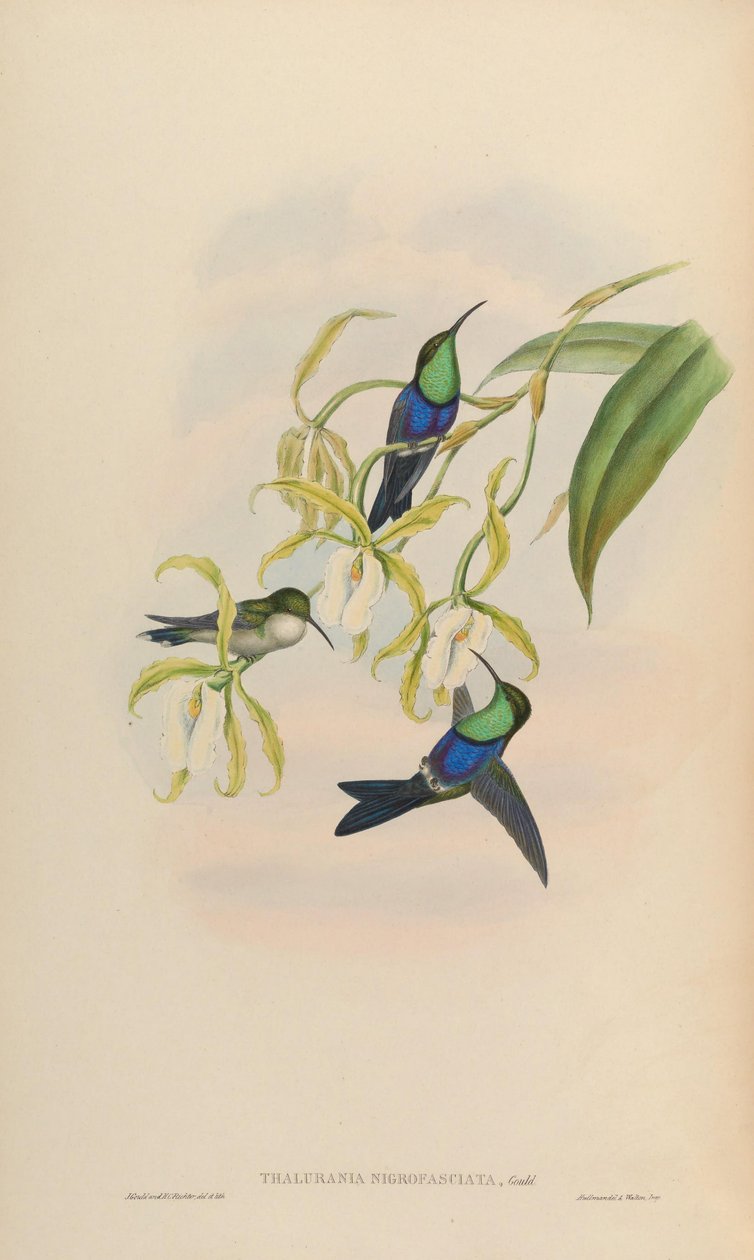 Thalurania nigrofasciata = Thalurania furcata nigrofasciata da John Gould