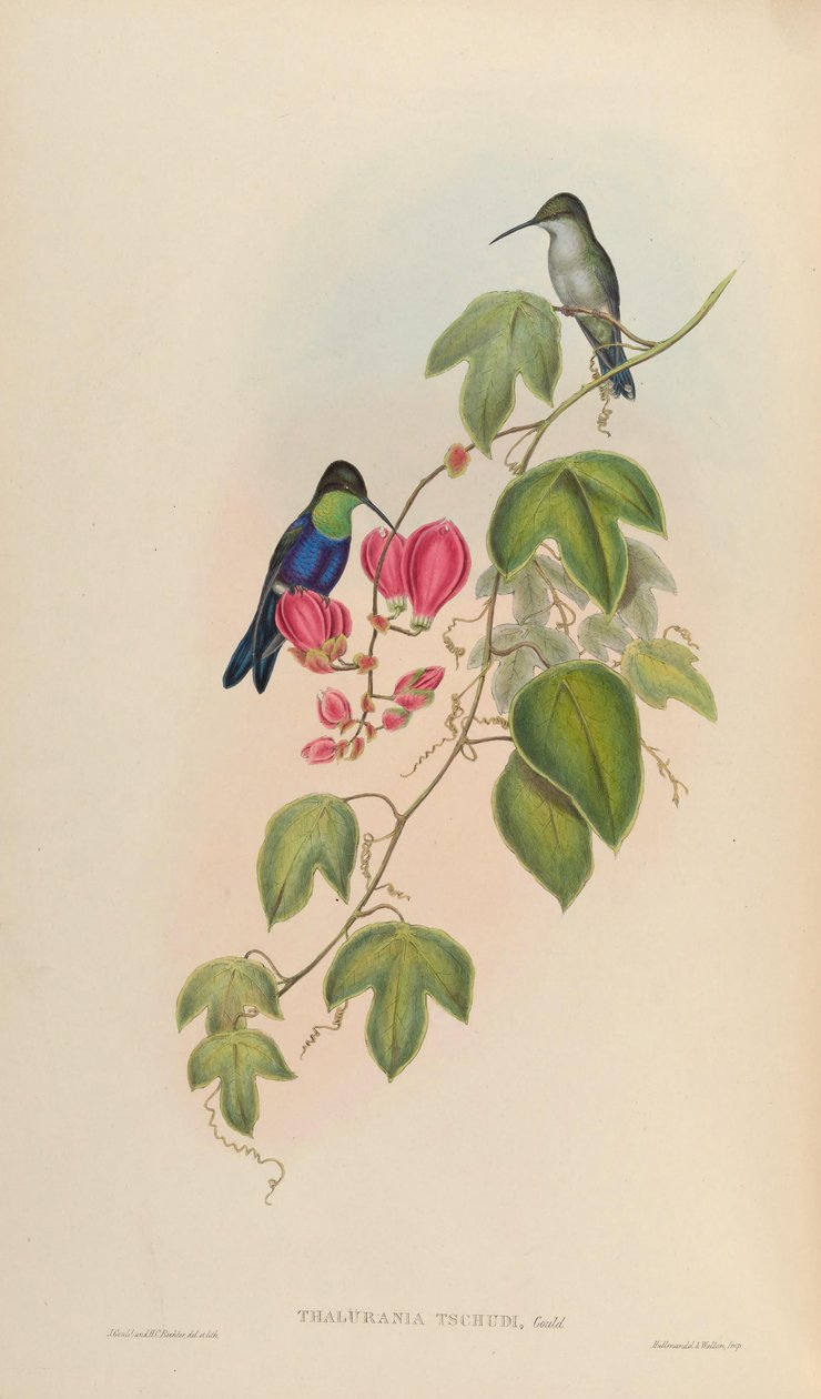 Thalurania tschudii = Thalurania furcata nigrofasciata da John Gould