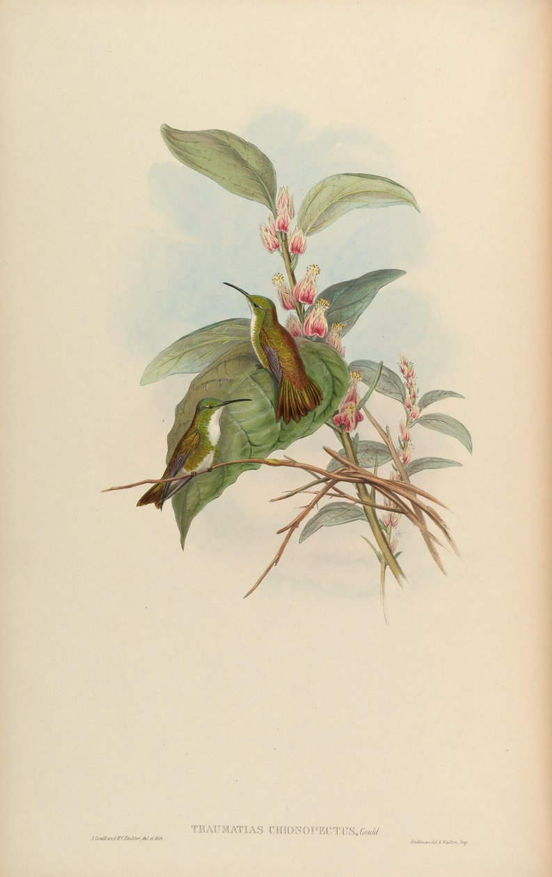 Thaumatias chionurus da John Gould