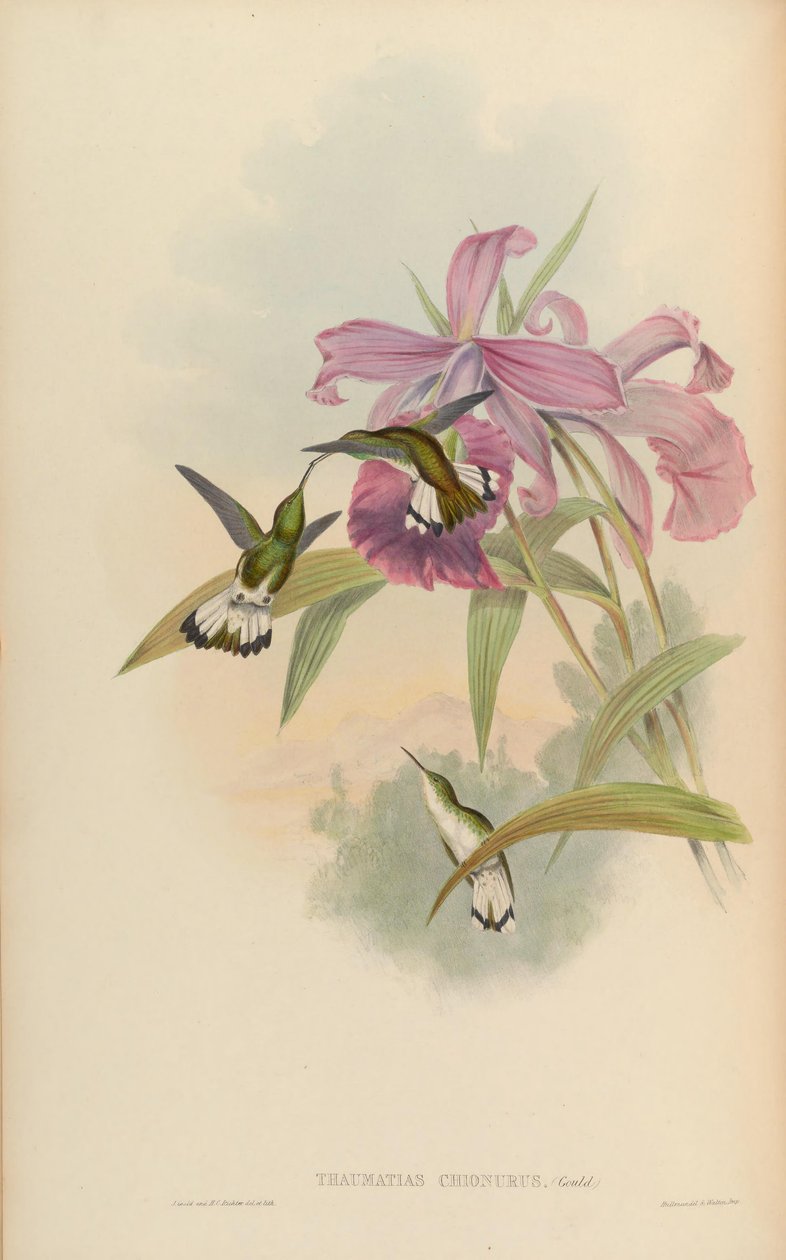 Thaumatias chionurus da John Gould