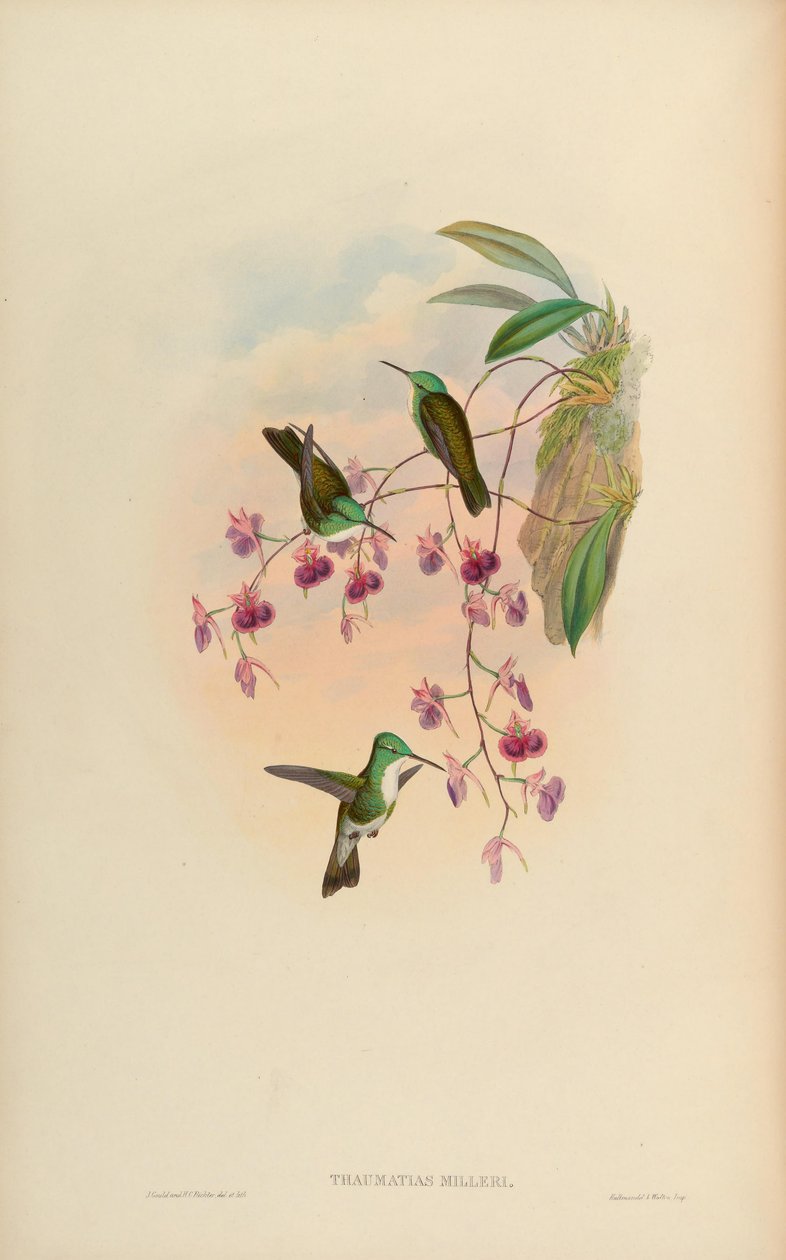 Thaumatias milleri da John Gould