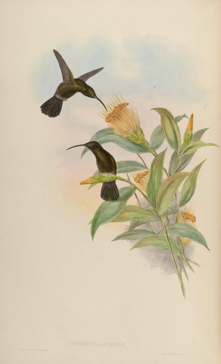 Threnetes antoniae = Threnetes niger niger da John Gould