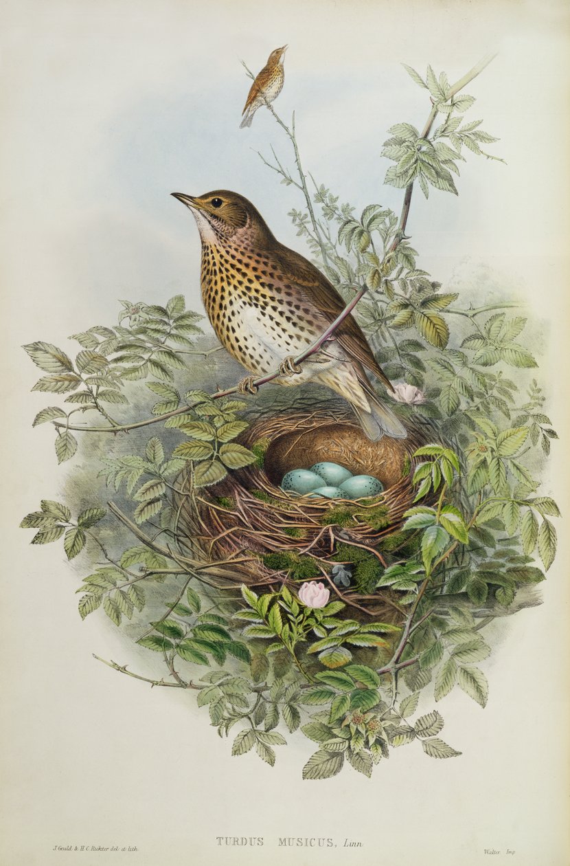 Tordo, 1873 da John Gould