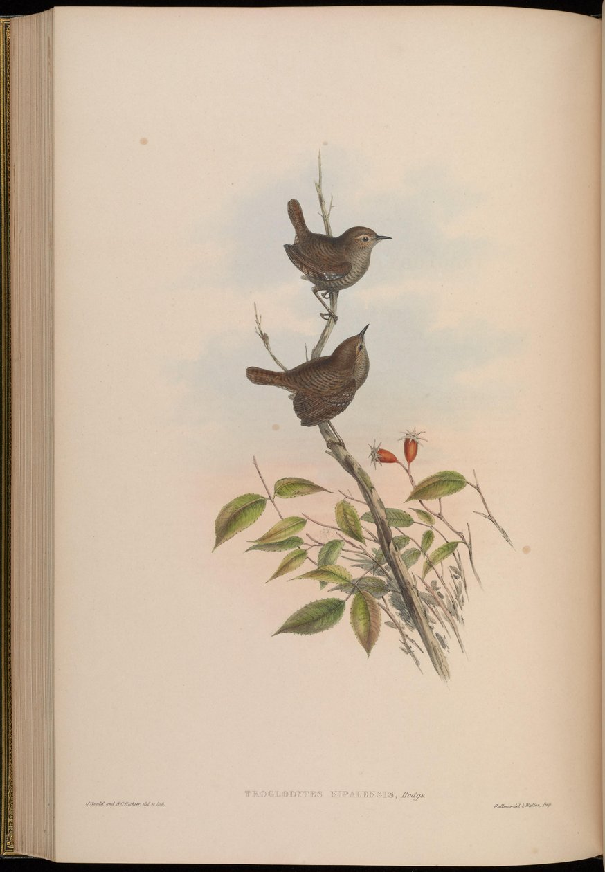 Troglodytes nipalensis = Troglodytes troglodytes nipalensis da John Gould