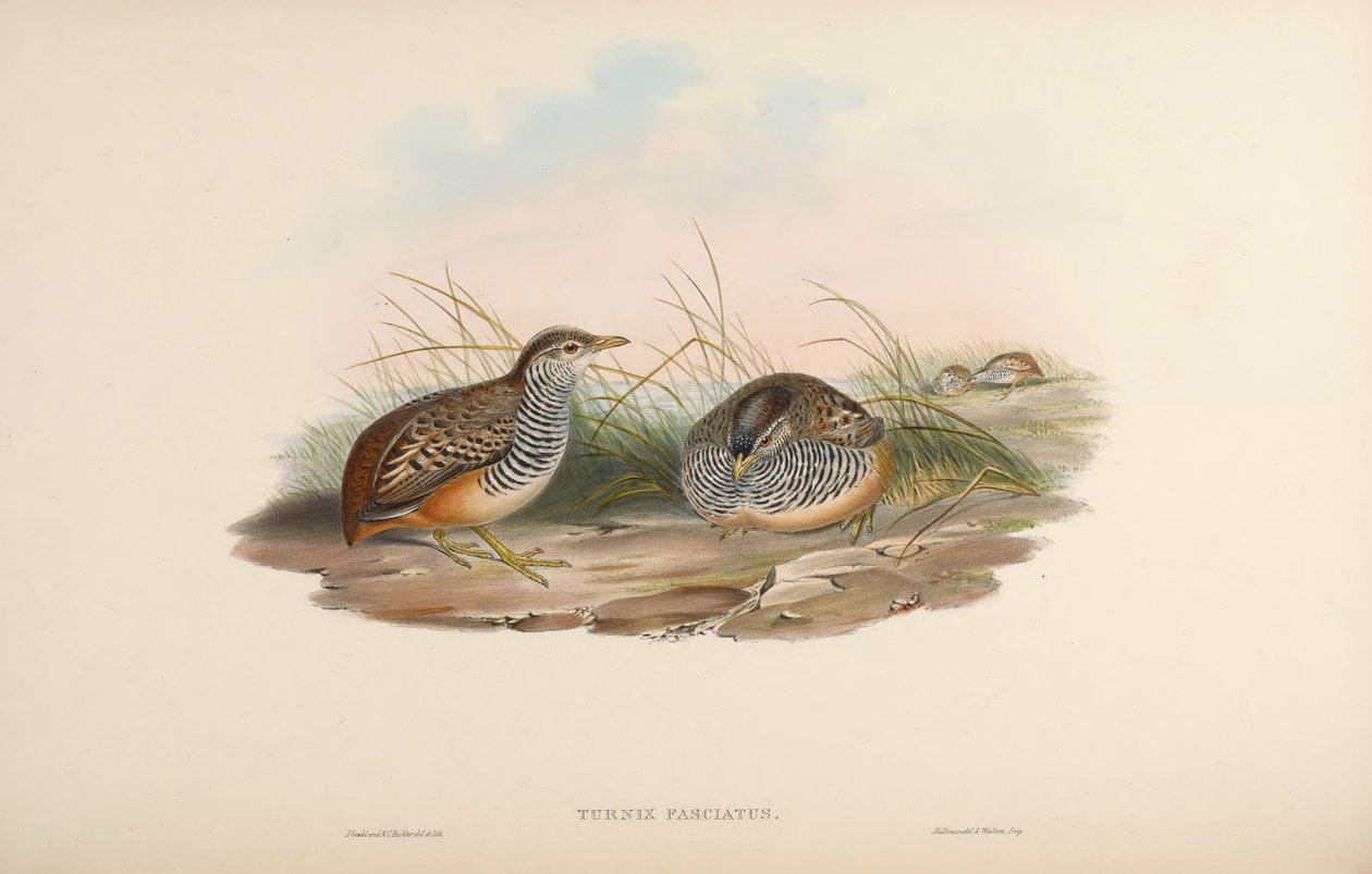 Turnix fasciata da John Gould
