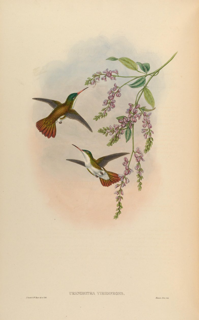 Uranomitra viridifrons = Amazilia viridifrons viridifrons da John Gould