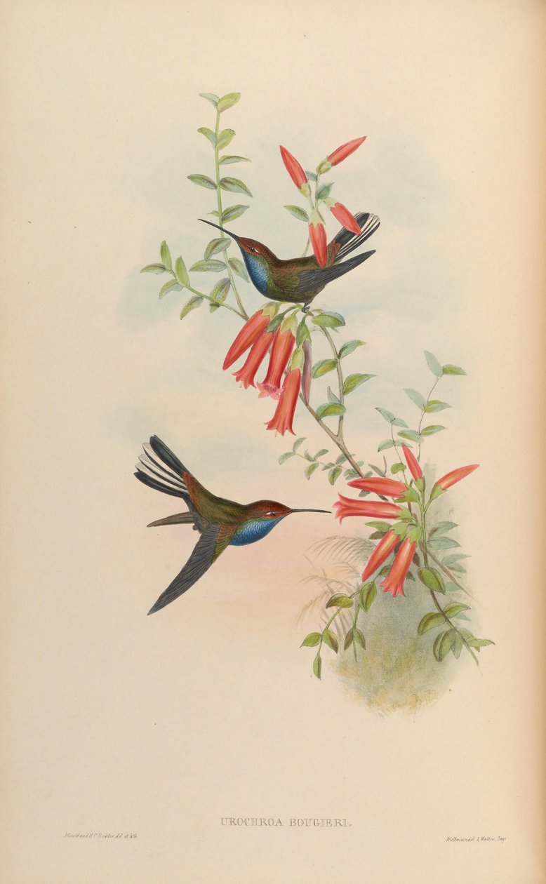 Urochroa bougueri da John Gould
