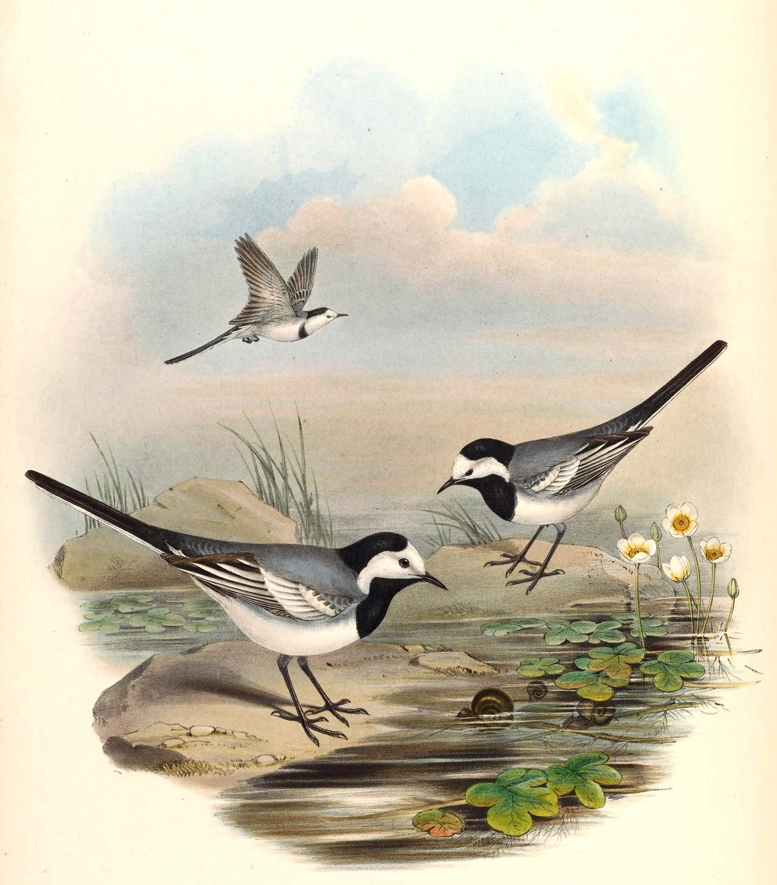 Ballerina bianca (Ballerina bianca) Motacilla alba Linnaeus da John Gould