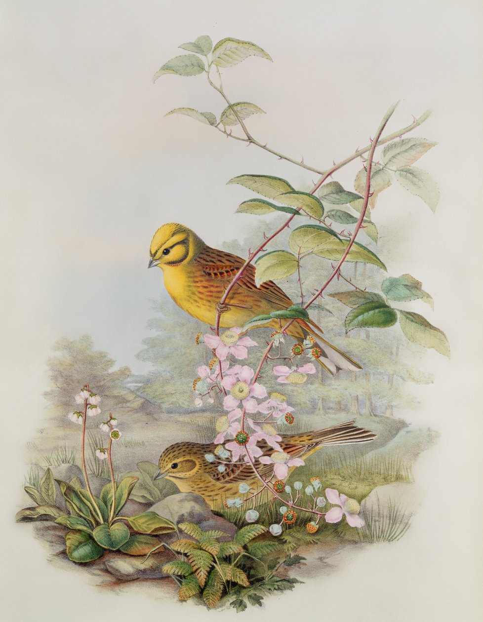 Zigolo giallo, 1873 da John Gould