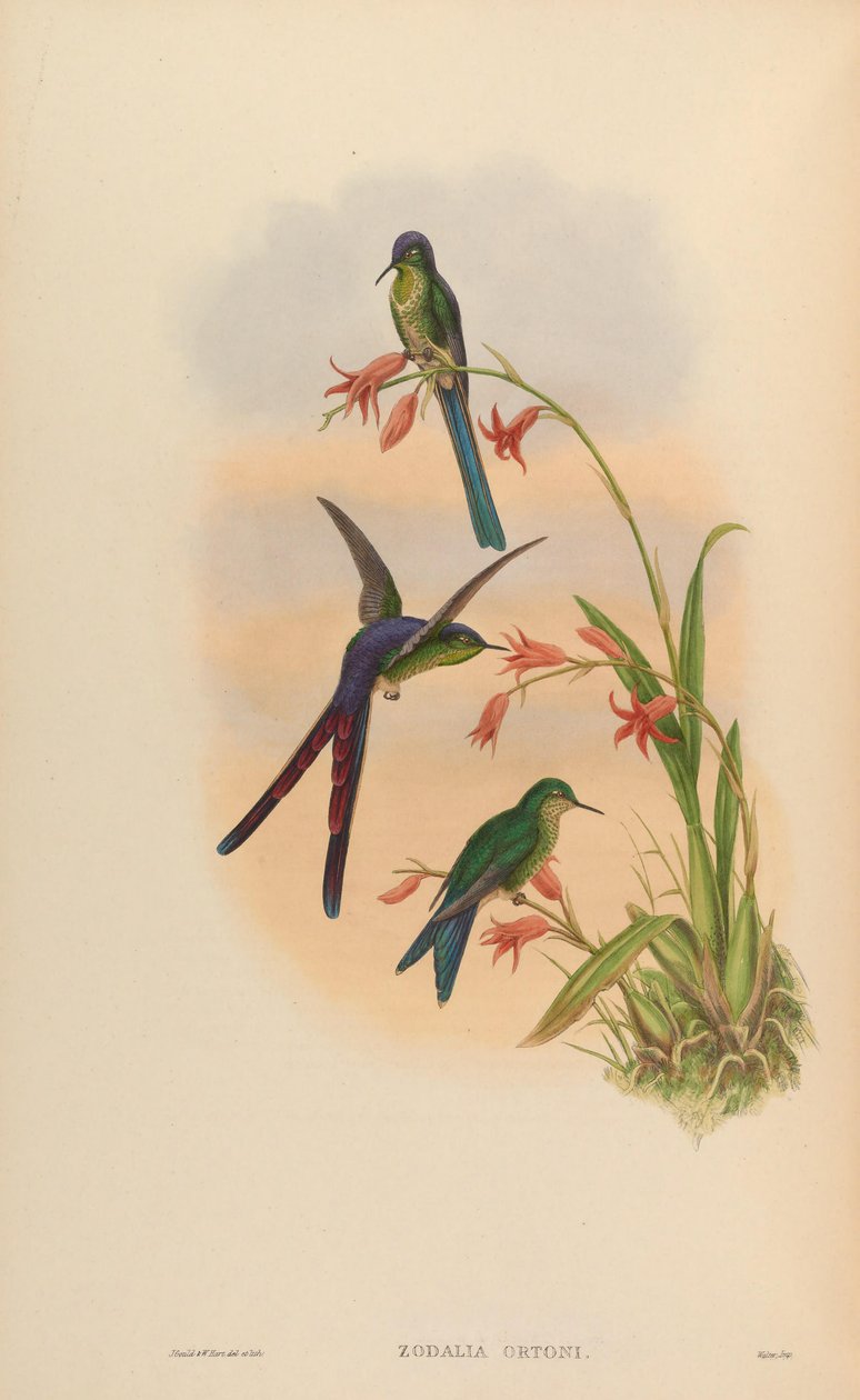 Zodalia ortoni = Lesbia victoriae da John Gould