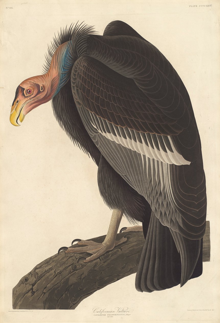 Avvoltoio californiano da John James Audubon