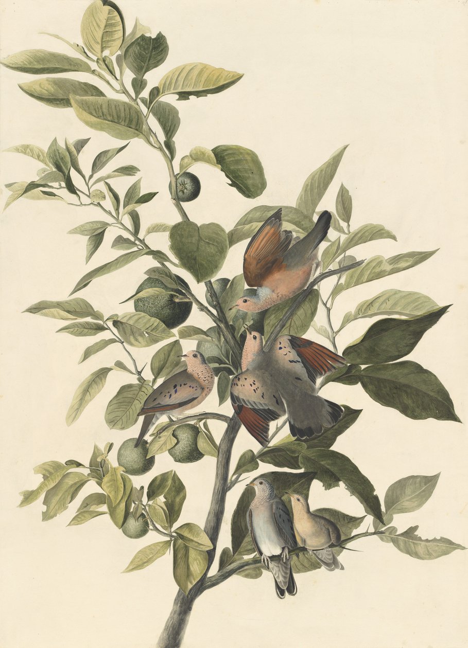 Colomba comune da John James Audubon