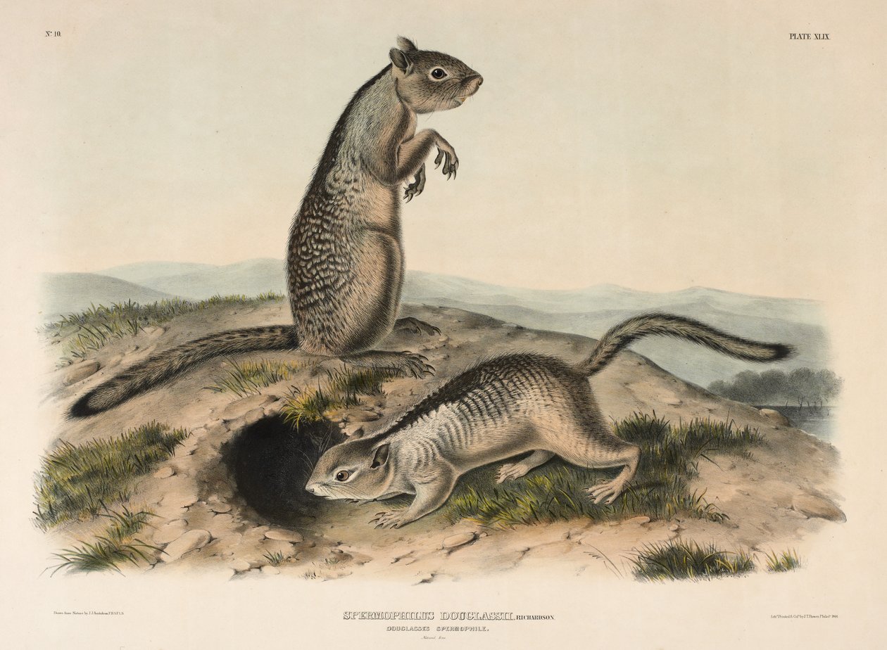 Spermofilo di Douglass (Spermophillus Douglassii) da John James Audubon