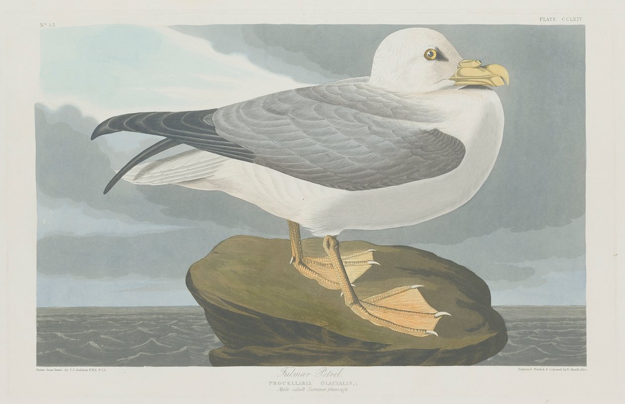 Petrello Fulmaro, 1835 da John James Audubon