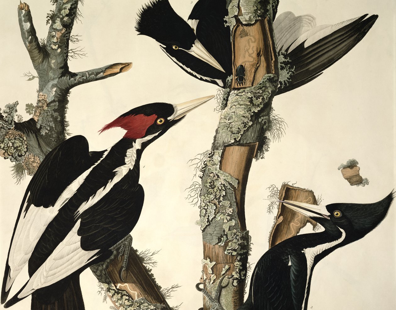 Picchio dal becco avorio, da Birds of America, inciso da Robert Havell (dettaglio) da John James Audubon