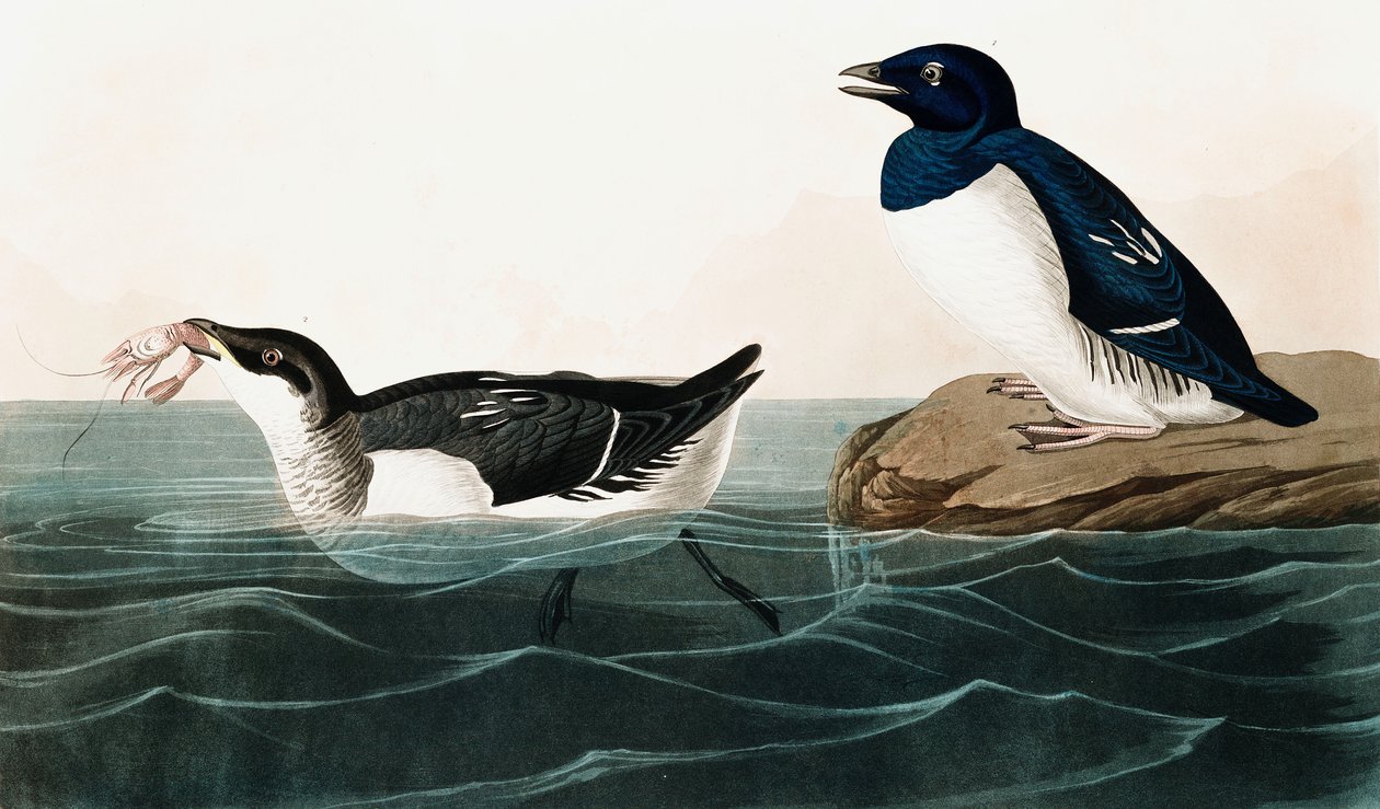 Piccolo Auk, Uria Alle, da The Birds of America di John J. Audubon, pub. 1827-38 da John James Audubon