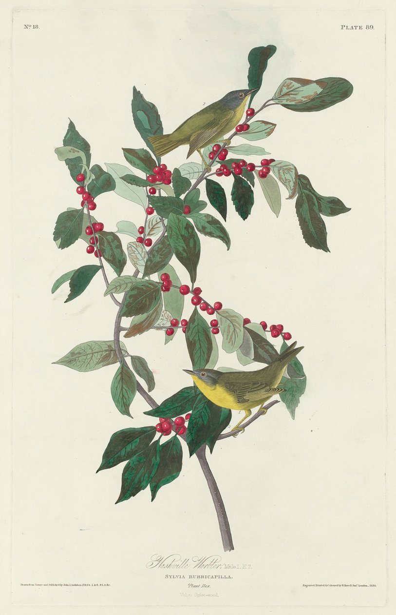 Warbler di Nashville, 1830 da John James Audubon