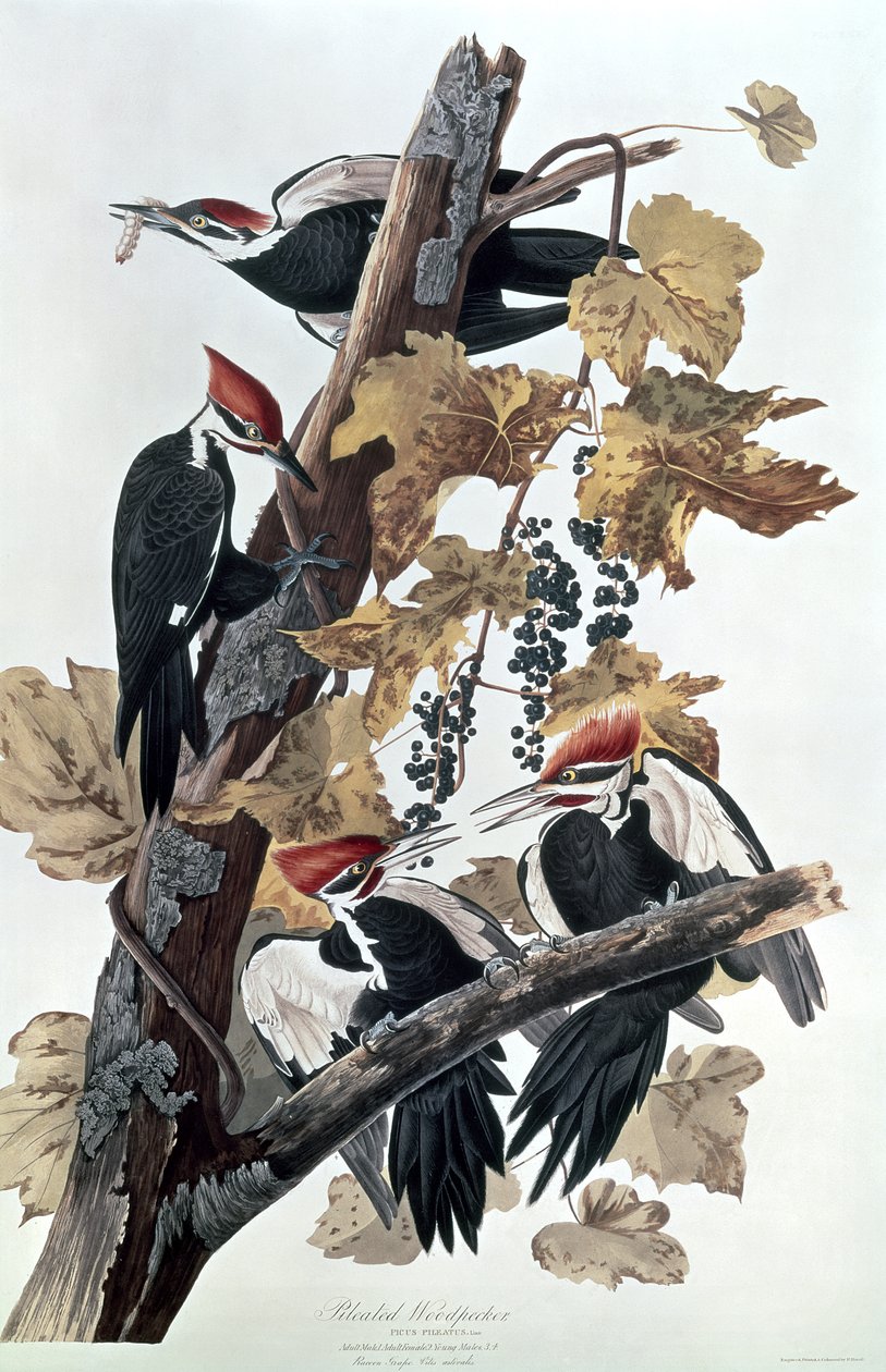 Picchi pileati da John James Audubon