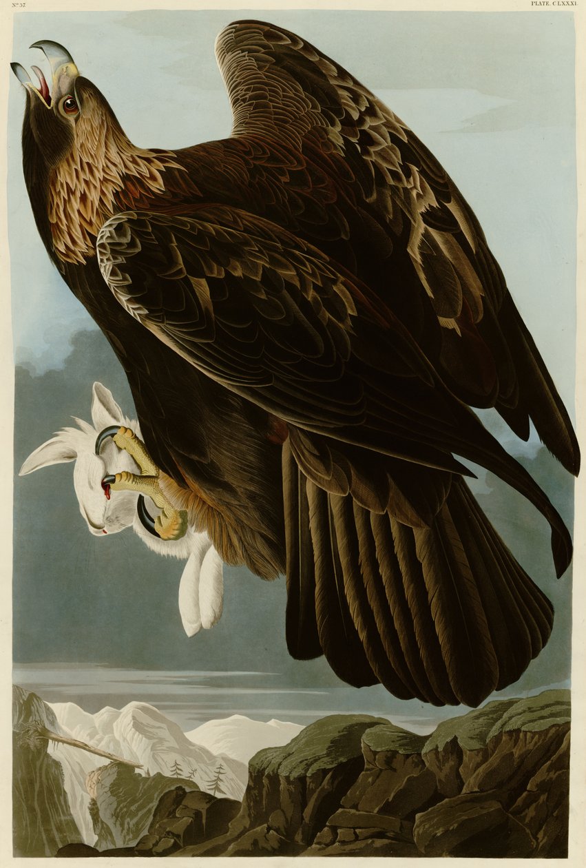 Tavola 181 di Uccelli d
