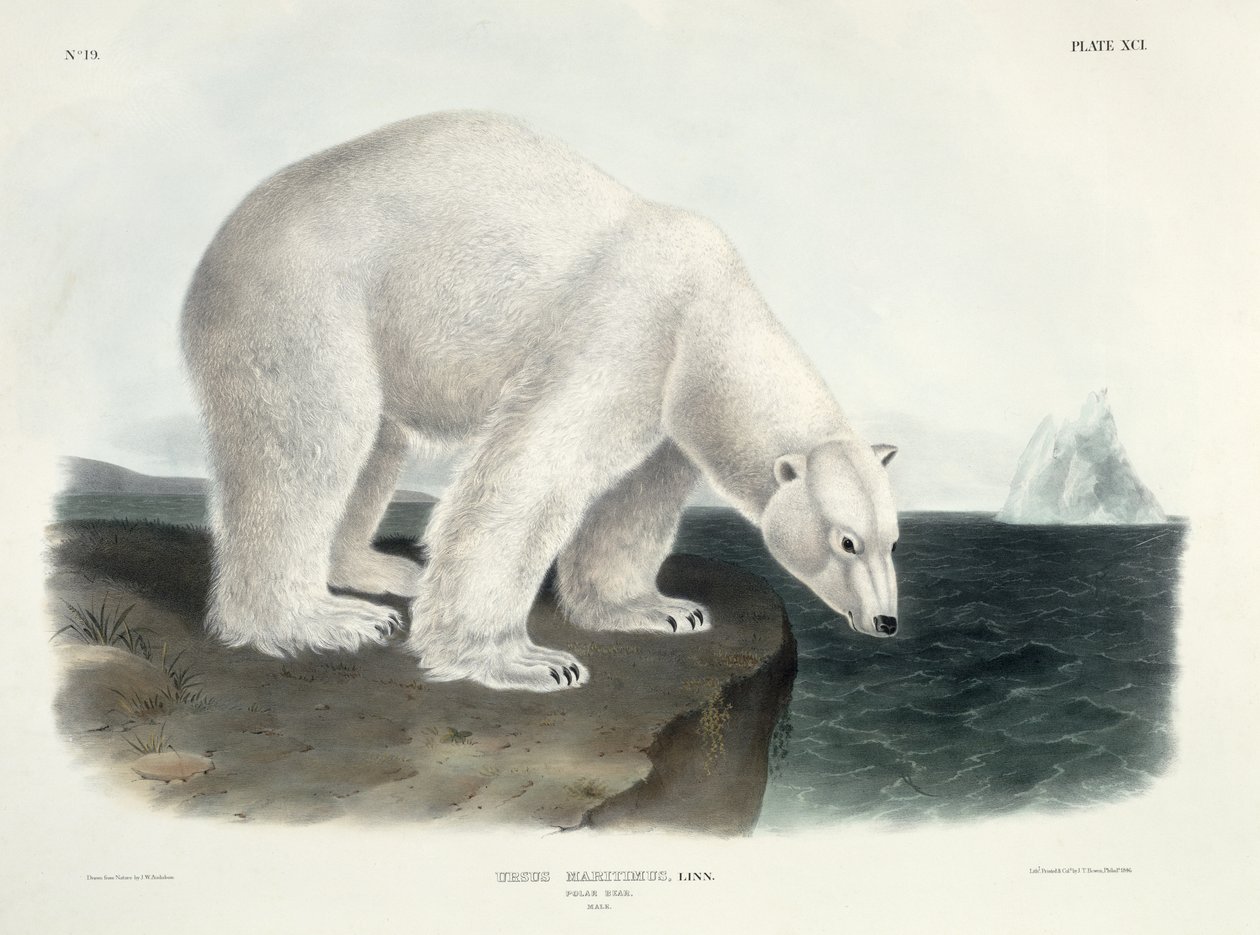 Ursus Maritimus (Orso Polare), tavola 91 da 