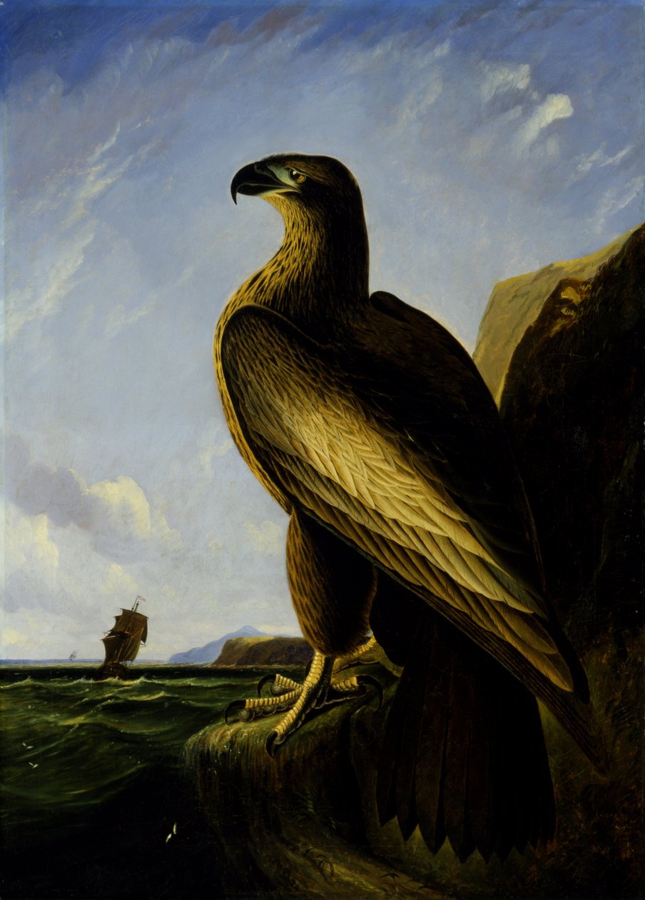 Aquila di Washington da John James Audubon