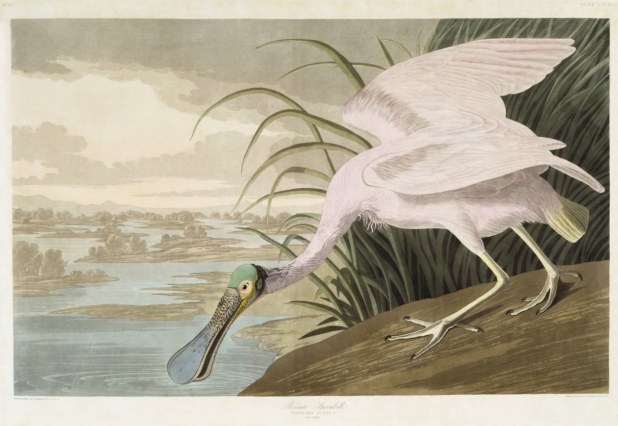 Spatola rosata da John James after Audubon