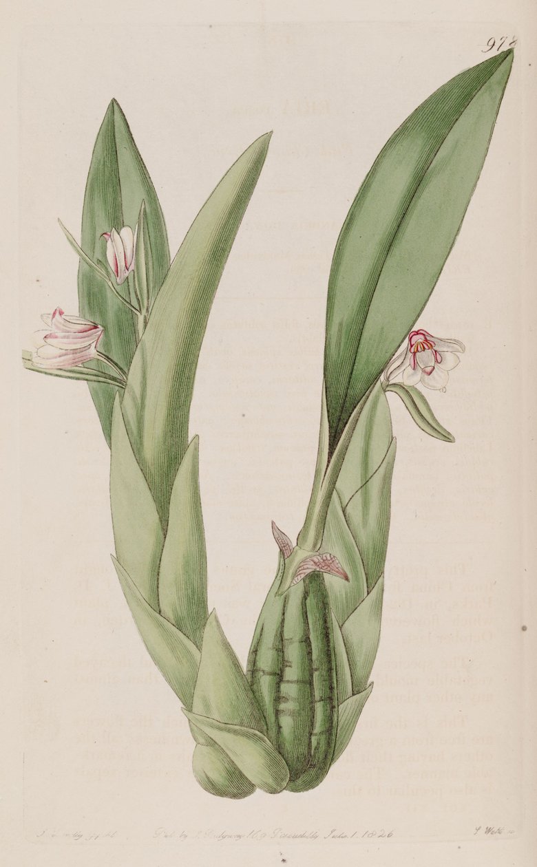 Illustrazione di Eria rosea da John Lindley