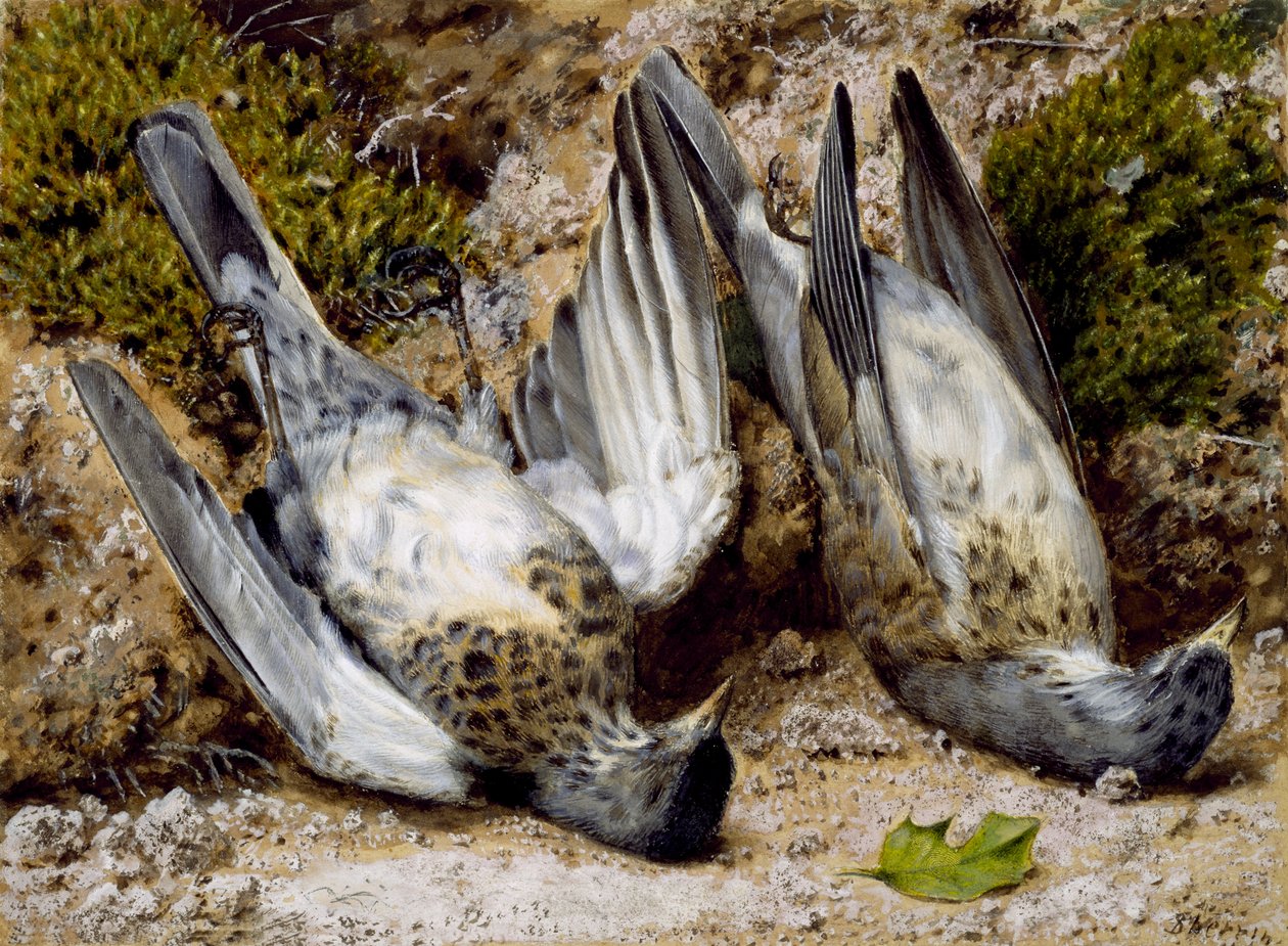 Natura morta con due uccelli morti da John Sherrin