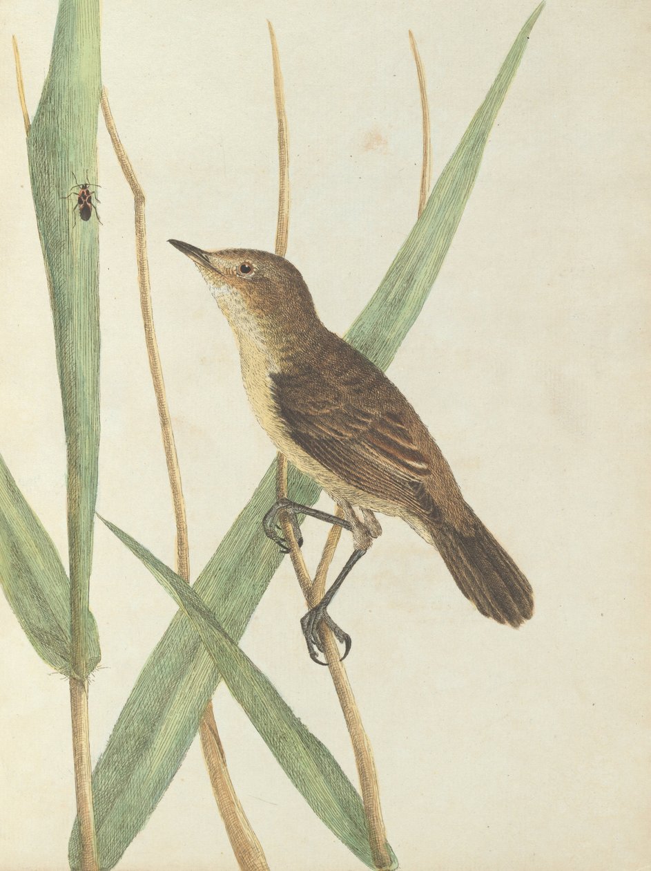 Cannaiola da John William Lewin