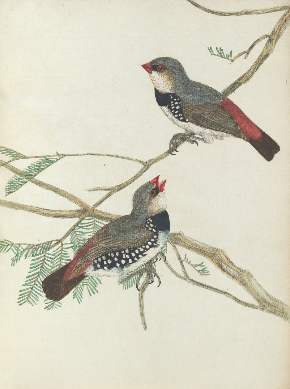 Grosbeak macchiato da John William Lewin