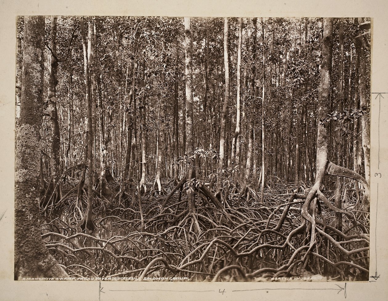 Una palude di mangrovie, fiume Pachu, gruppo di Choiseul, Isole Salomone da John Beattie
