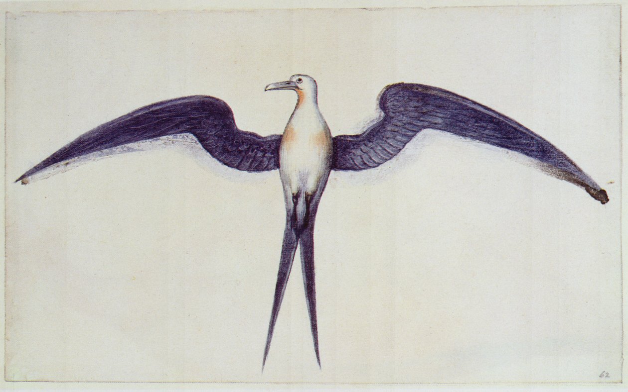 Uccello fregata da John White