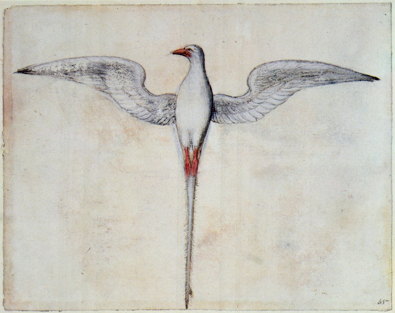 Uccello tropicale da John White