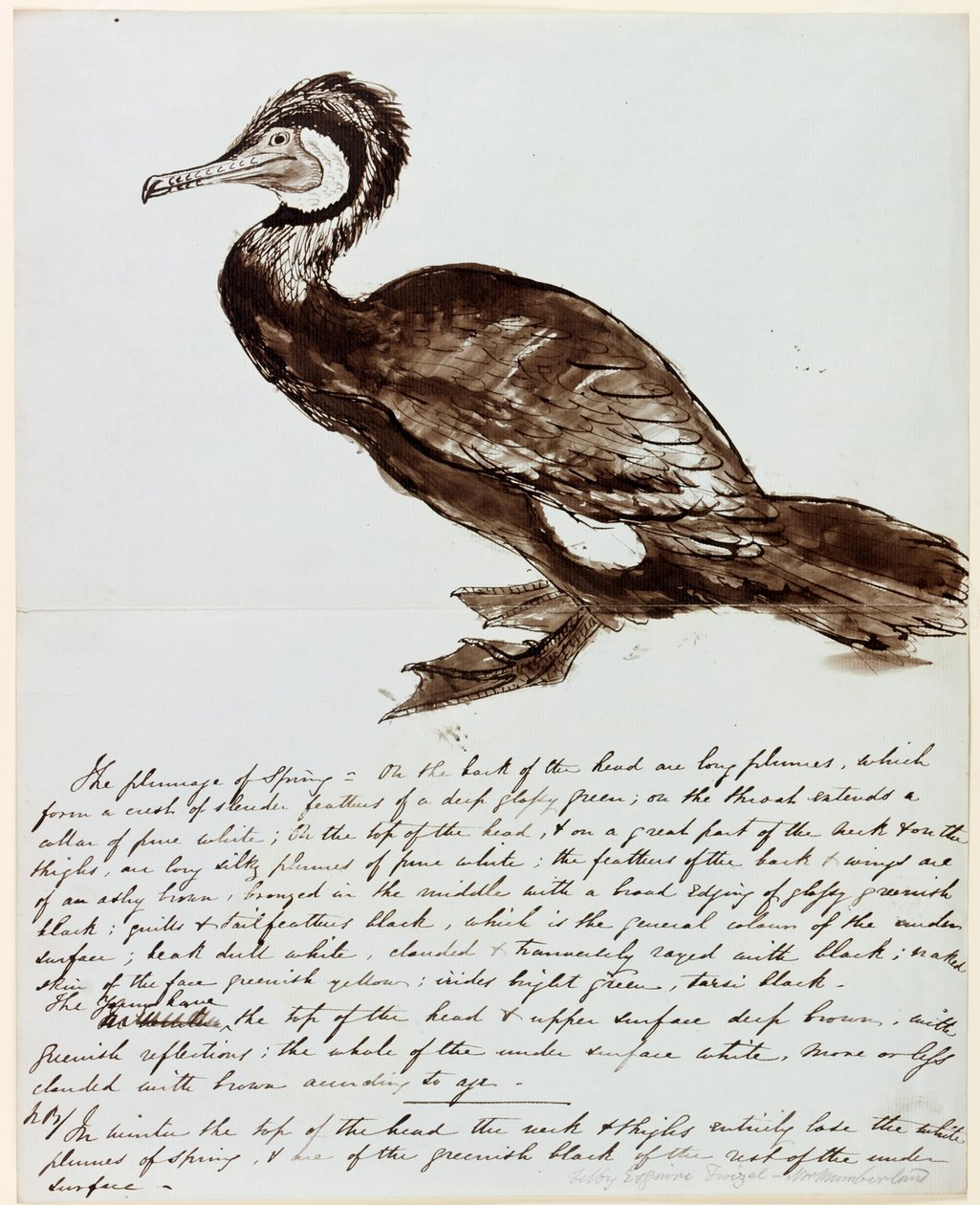 Cormorano da John Wilson Carmichael