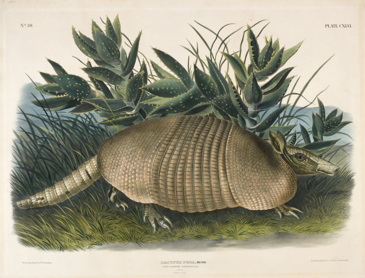 Armadillo a nove fasce (Dasypus Peba) da John Woodhouse after Audubon