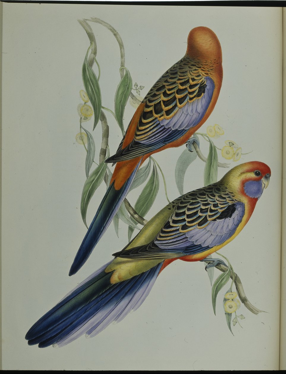 Parrocchetto di Adelaide da John (after) Gould