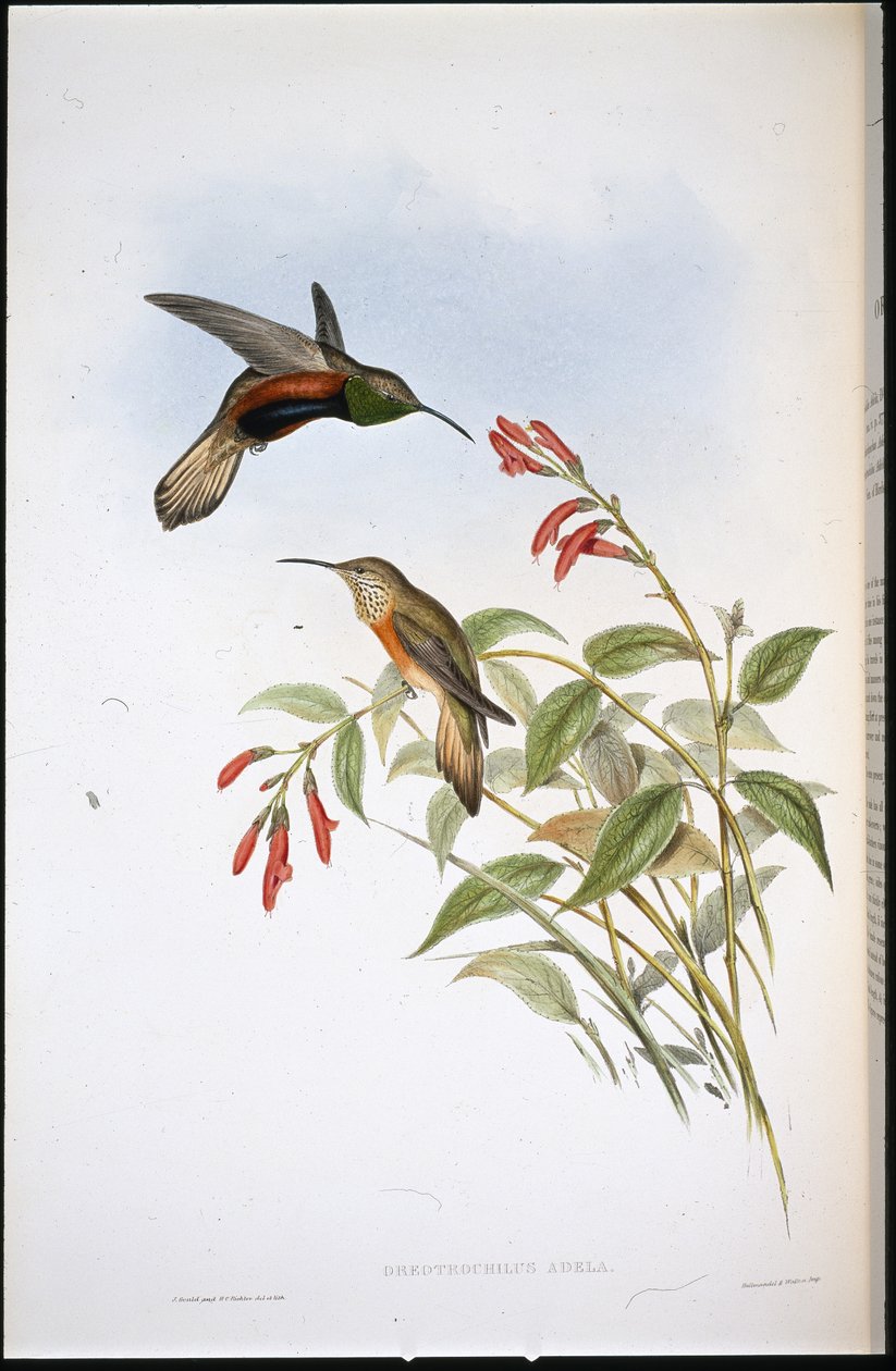 Stella della collina di Adela (Oreotrochilus Adela) da John (after) Gould