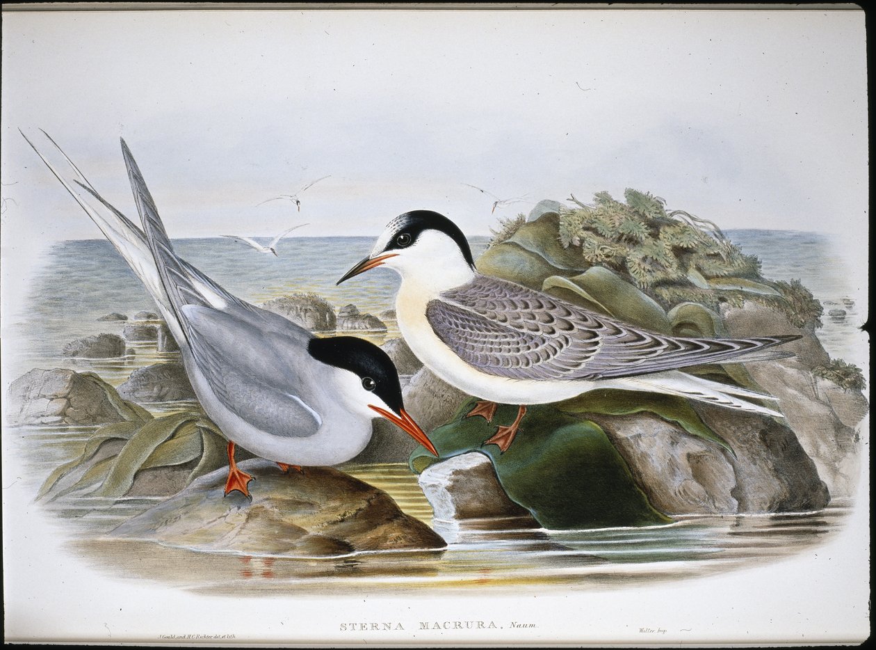 Sterna artica (Sterna Macrura) da John (after) Gould